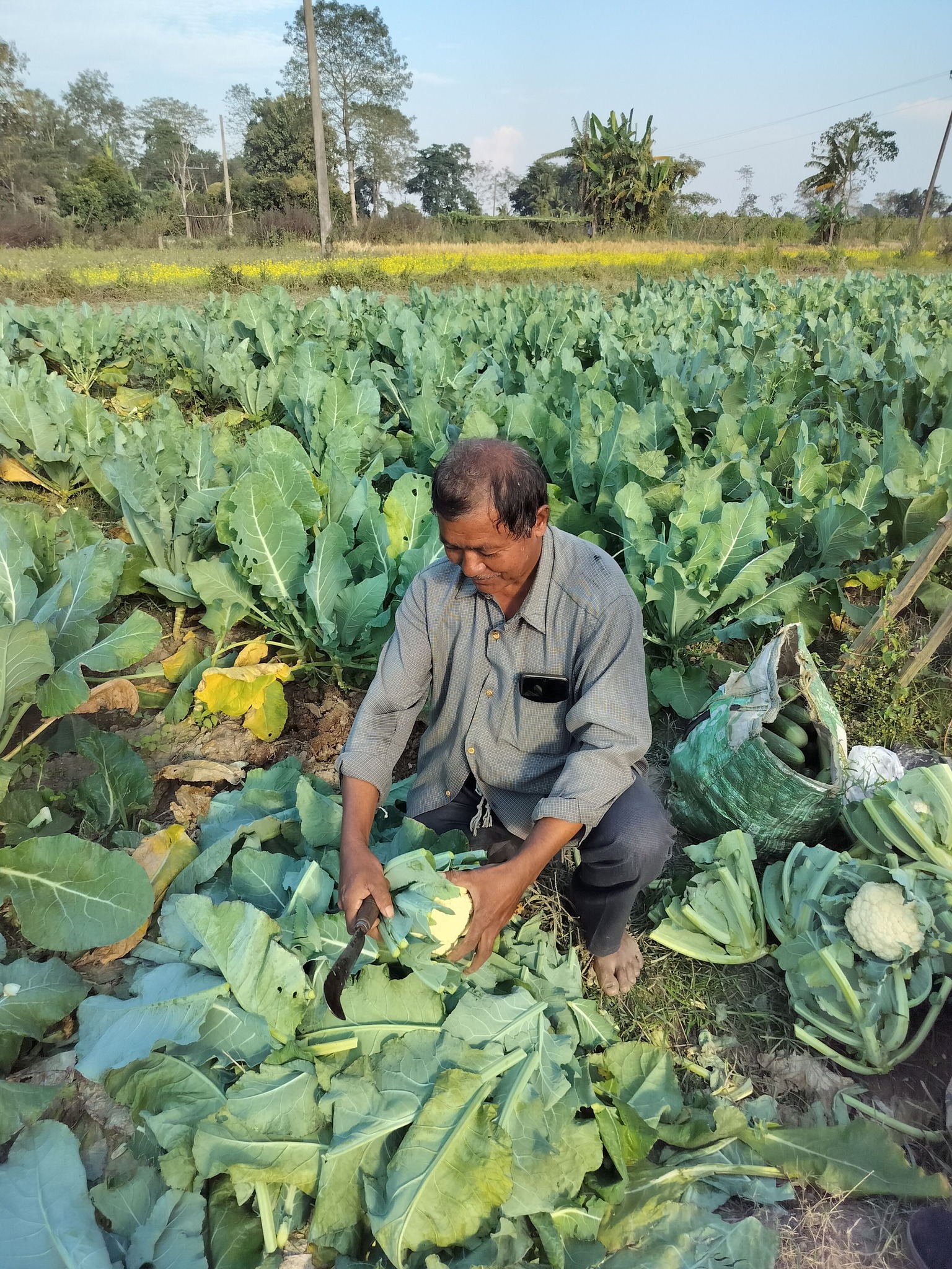 Farmer harvesting cauliflower in a cultivated field