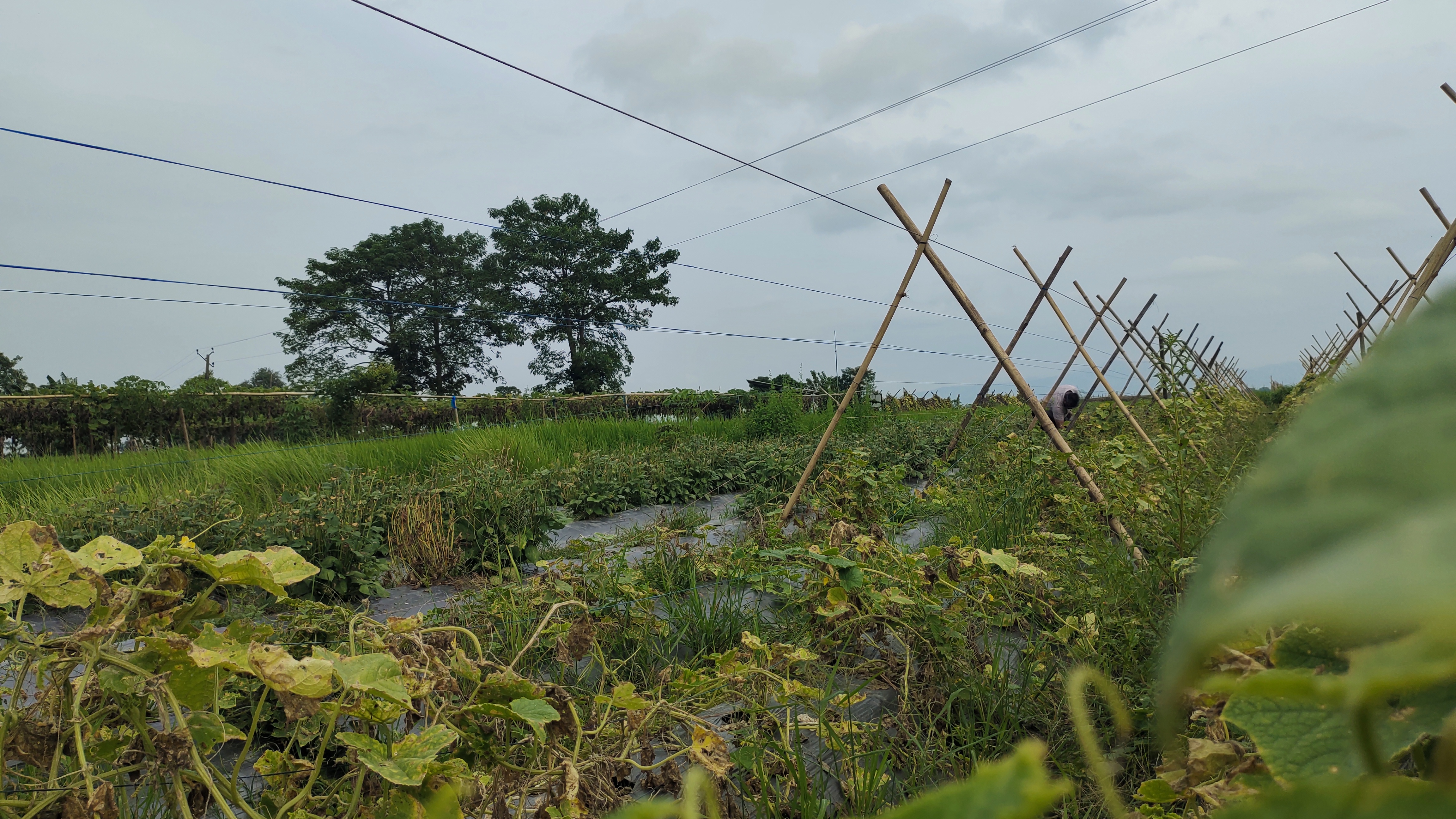 Vegetable trellis and crop rows in a farm plot