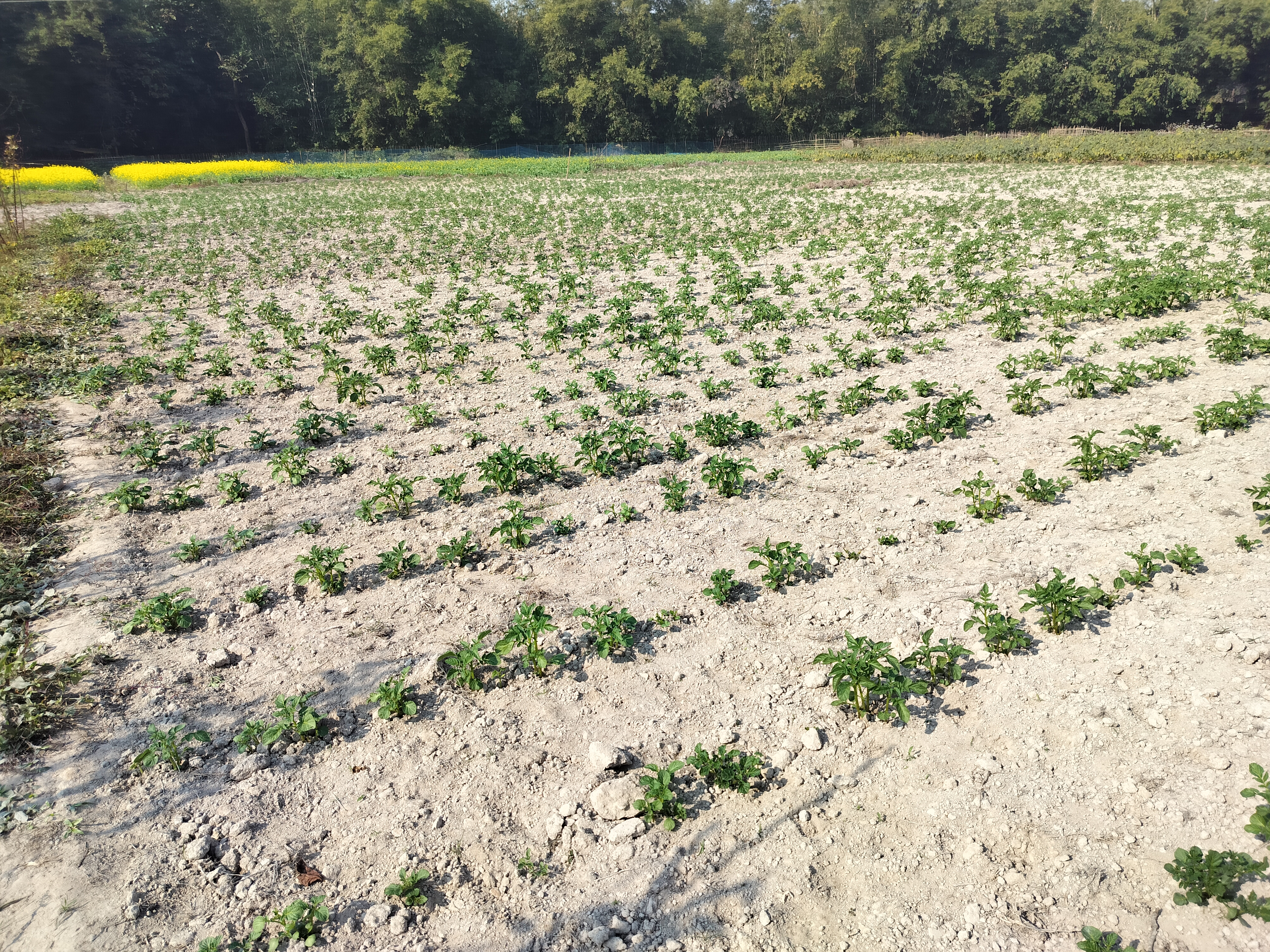 Cultivated farm plot with young plants
