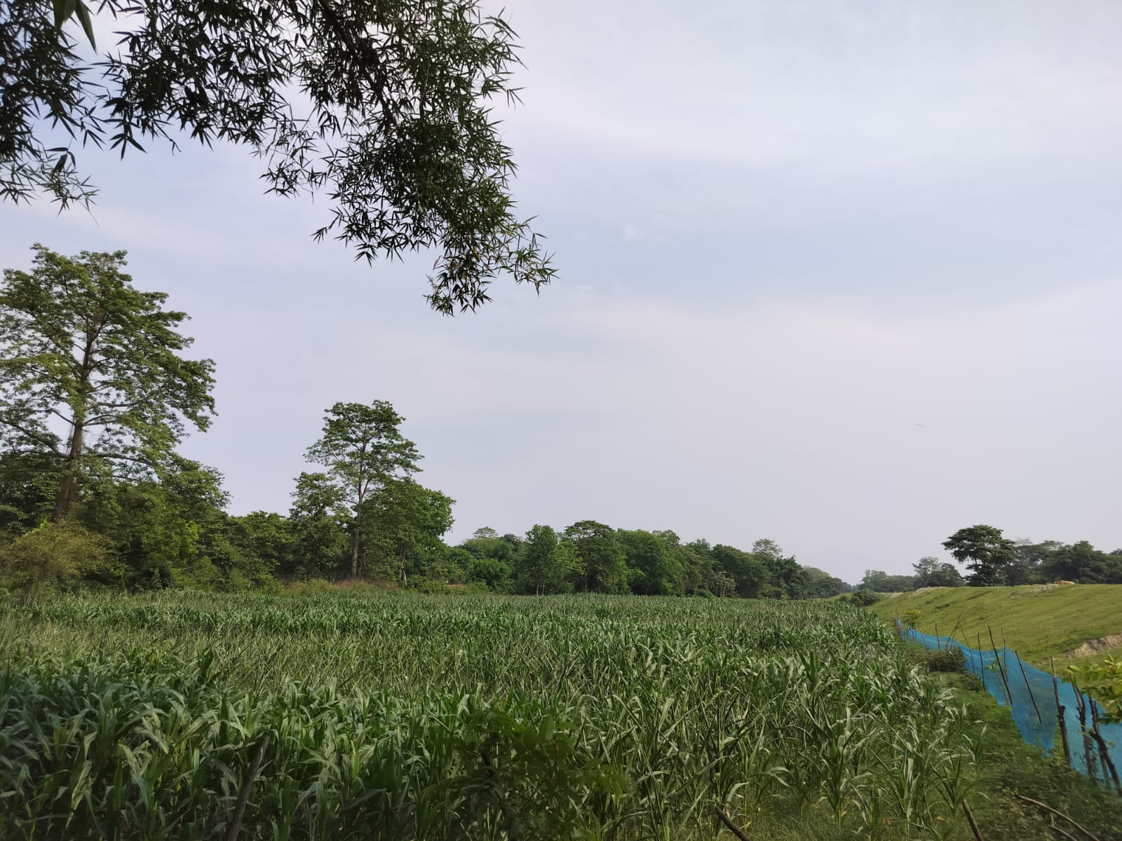Healthy maize field bordered by trees