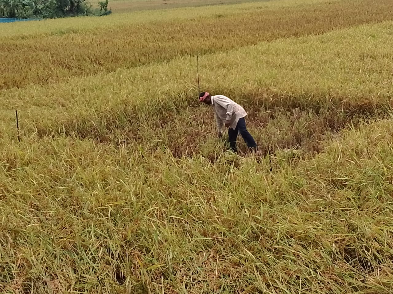 Farmer working in a mature paddy field